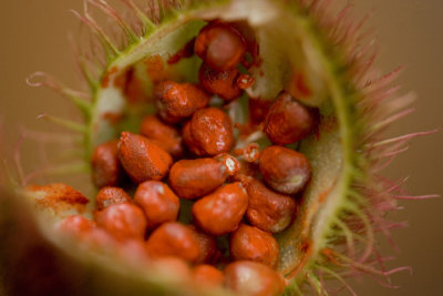 spice red die_w.jpg
