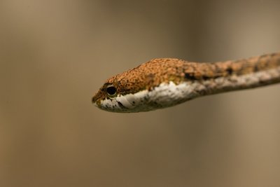 twig snake_w.jpg