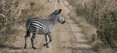 zebra crossing_w.jpg