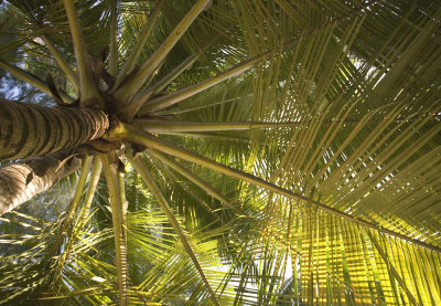 banana tree.jpg