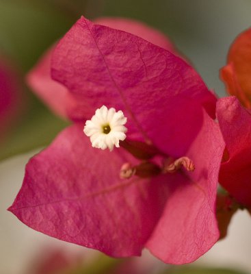 Bougainvillea