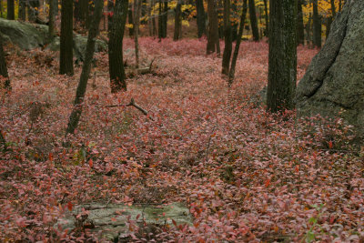 harriman3.jpg