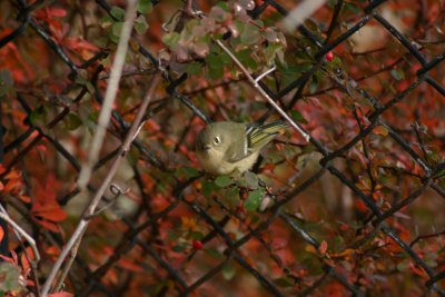 Ruby-Crowned Kinglet
