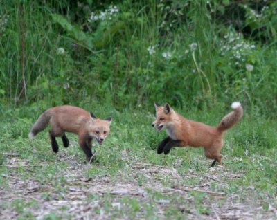 foxes_2006