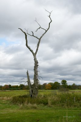 Dull Day Dead Tree