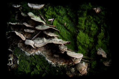 06-01-07 mushrooms