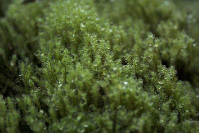 moss