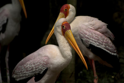saddlebill stork