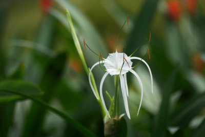 spider lily