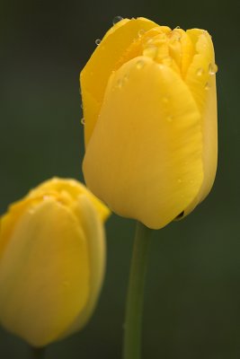 22-04-07 tulips