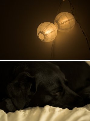 09-05-07 dogs slumber beneath fairy lights.