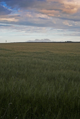 16-07-07 wheat fields