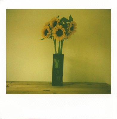 21-08-07 sunflowers