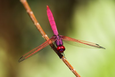 dragonfly