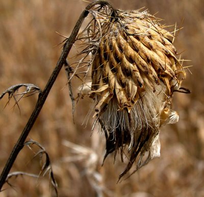 Winter Droop