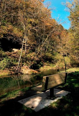 Yellow River Forest