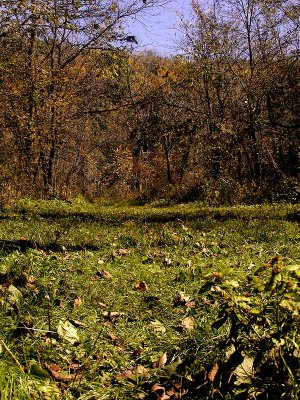 Trout Stream Path