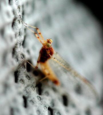 Mayfly