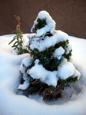 A Mini Christmas Tree!