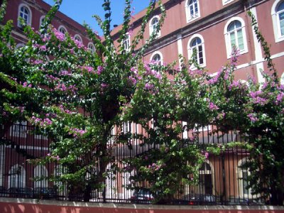 Purple Bougainvillea