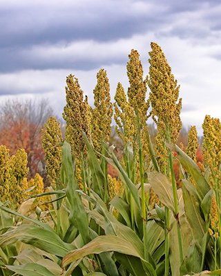 sorghum