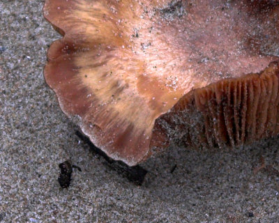 beach fungus