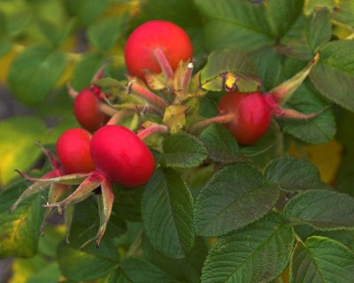 rose hips