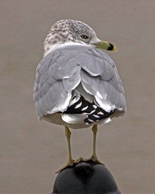 gull butt