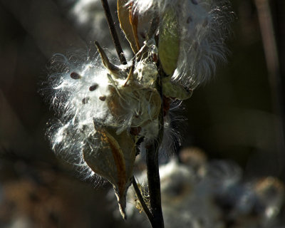 gone to seed