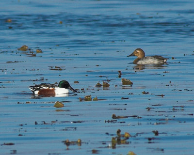 Northern Shoveler & Canvasback