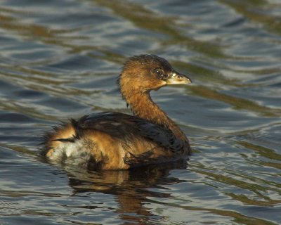 Pied-billed Grebe 8