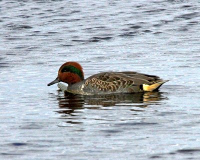 Green-winged Teal