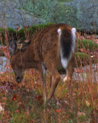 deer butt