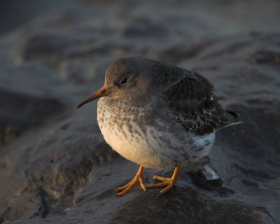 Purple Sandpiper