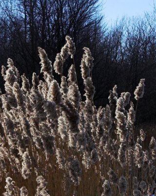 dry grass