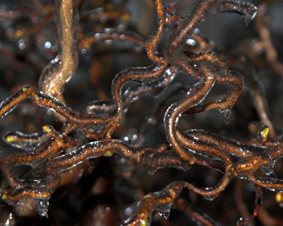 Ice 4