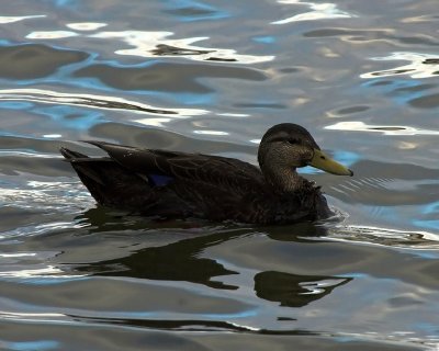 black duck