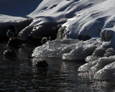 ducks on ice 1