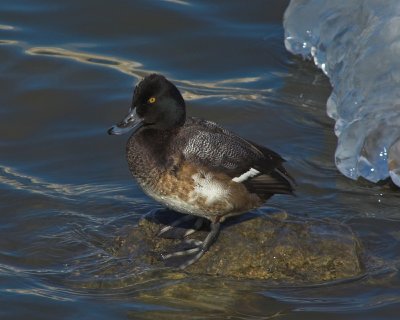 Scaup 2