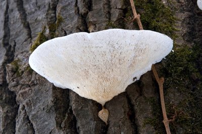 tree fungus