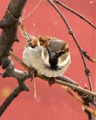 House Sparrow