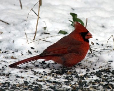 Cardinal, male