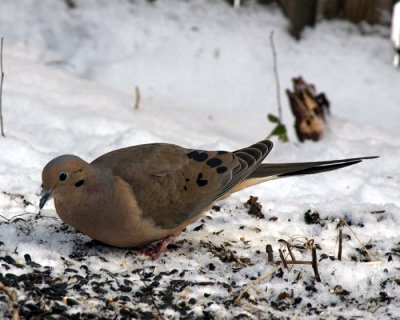 Mourning Dove