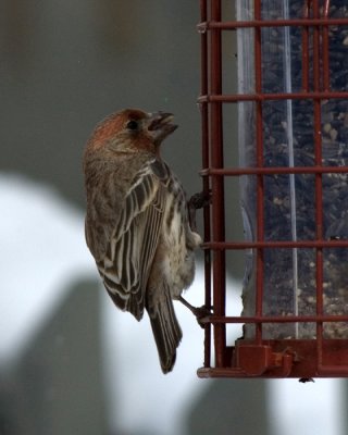 House Finch