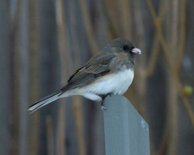 Junco
