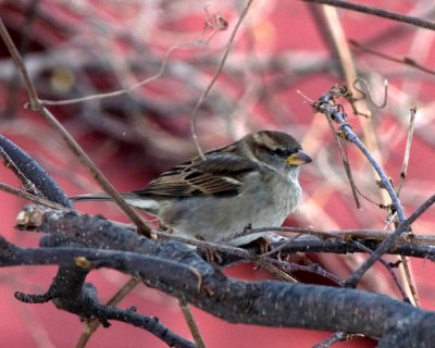 Chipping Sparrow