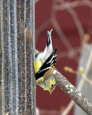 Goldfinch