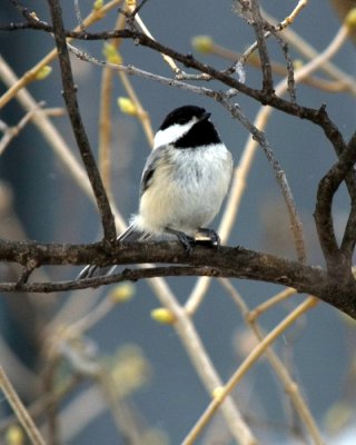 Black-capped Chickadee