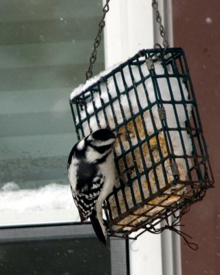 Downy Woodpecker, female