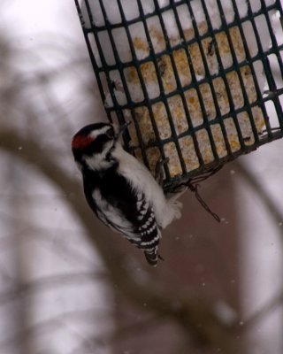 Downy Woodpecker, male